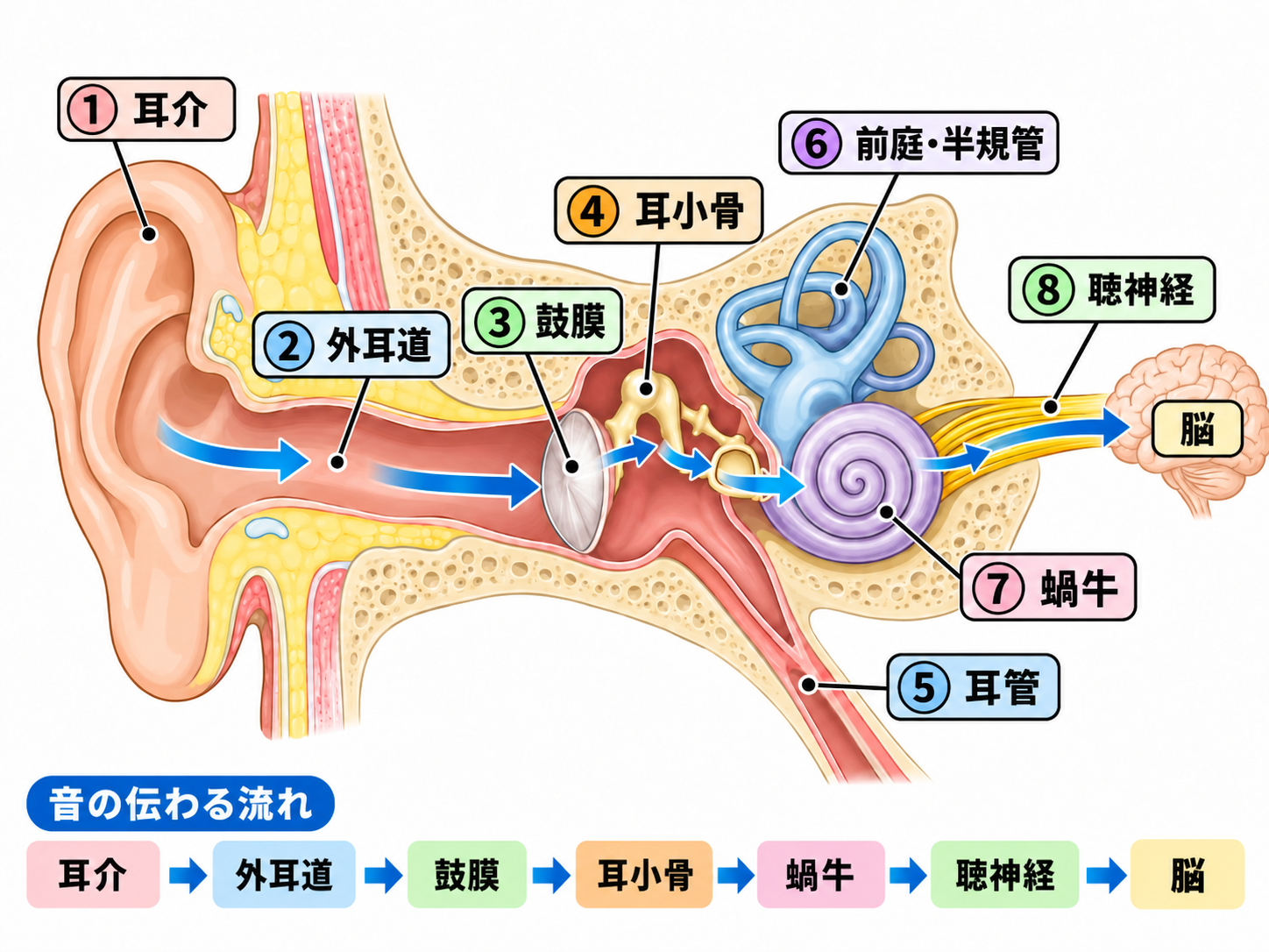 耳の構造と音が伝わる流れ
